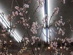 啓翁桜（けいおうさくら）