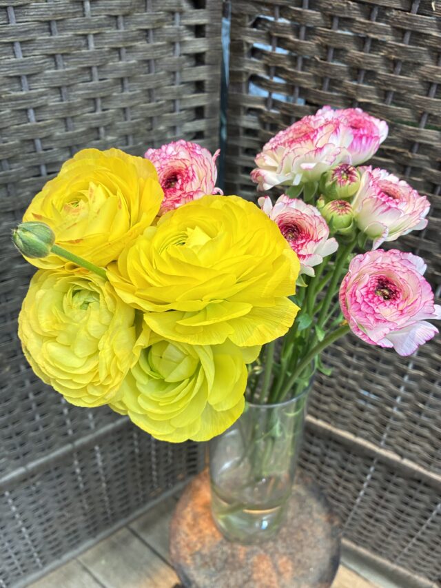 ラナンキュラス