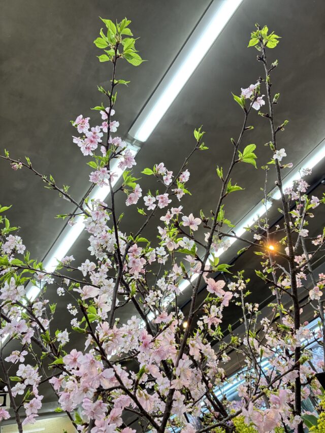 河津桜（かわづさくら）