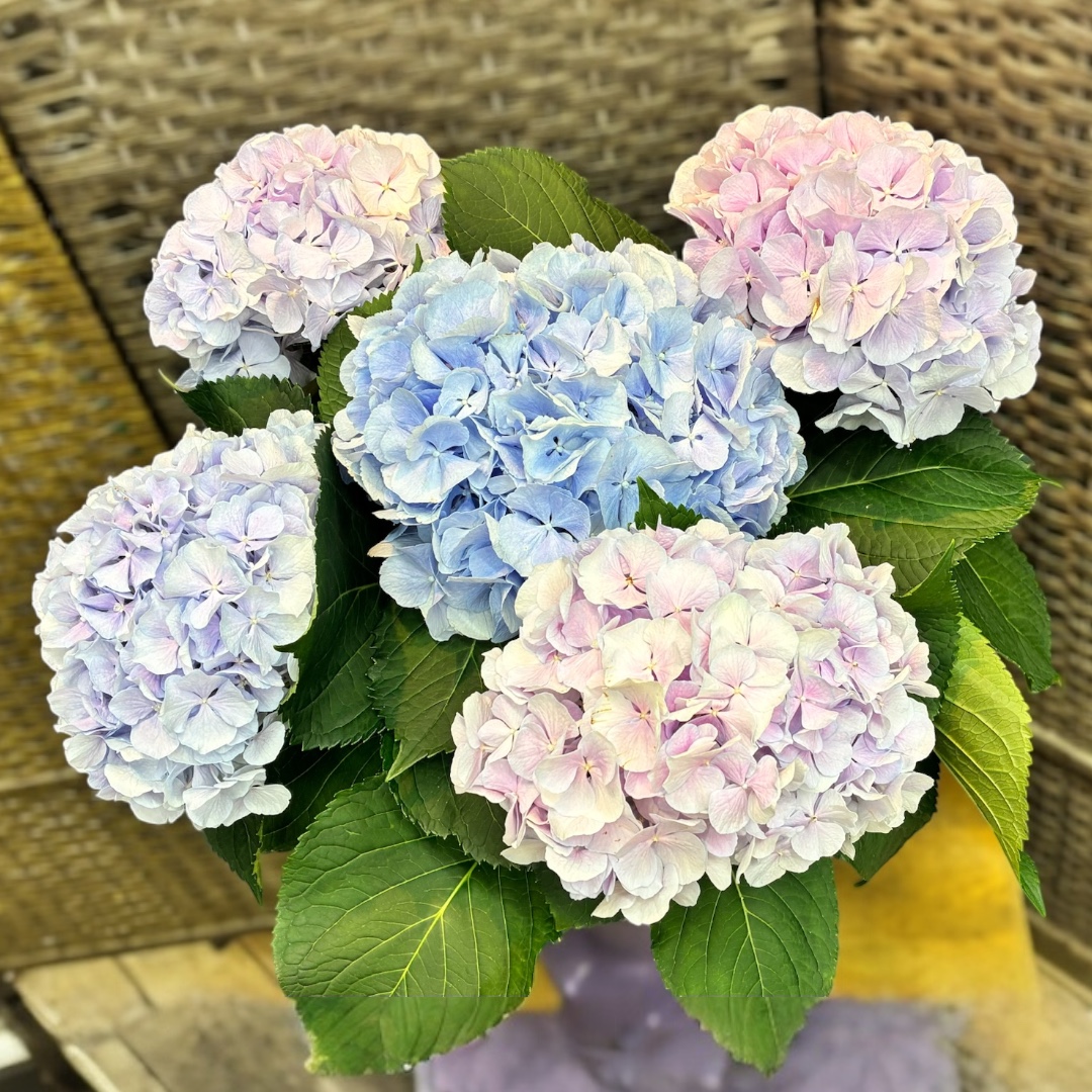 アジサイ(切花)